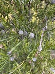 Isopogon dawsonii
