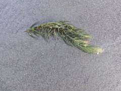 Ceratophyllaceae