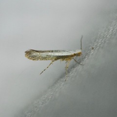 Argyresthia subreticulata
