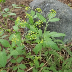 Osmorhiza occidentalis