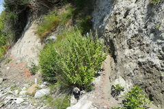 Artemisia suksdorfii