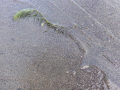 Ceratophyllaceae