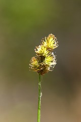 Carex pachystachya