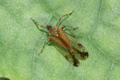 Orthopagus