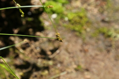 Carex pachystachya