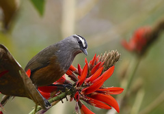 Montecincla fairbanki