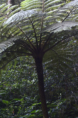 Cyathea crinita