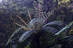 Cyathea crinita