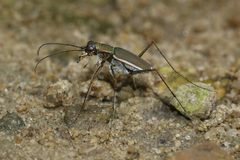 Callytron nivicinctum