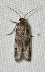 Acrobasis vaccinii