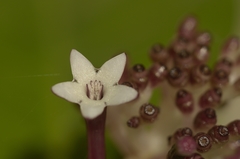 Chassalia curviflora