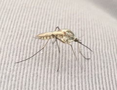Ochlerotatus