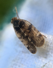Tachycixius pilosus
