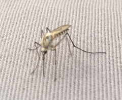 Ochlerotatus