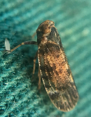 Tachycixius pilosus