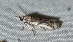 Acrobasis vaccinii