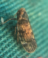 Tachycixius pilosus