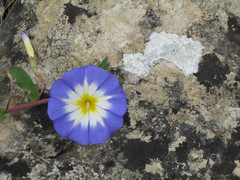 Convolvulus tricolor