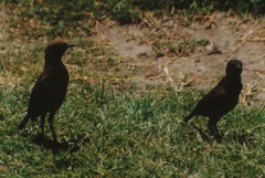 Myrmecocichla aethiops