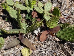 Euphorbia ipecacuanhae