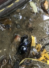 Pasimachus depressus