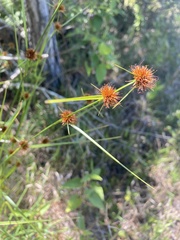 Rhynchospora cephalantha