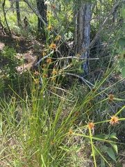 Rhynchospora cephalantha