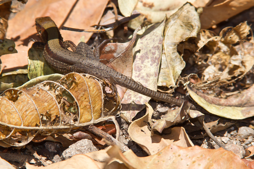 Rainbow Ameiva