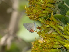 Calycopis lerbela