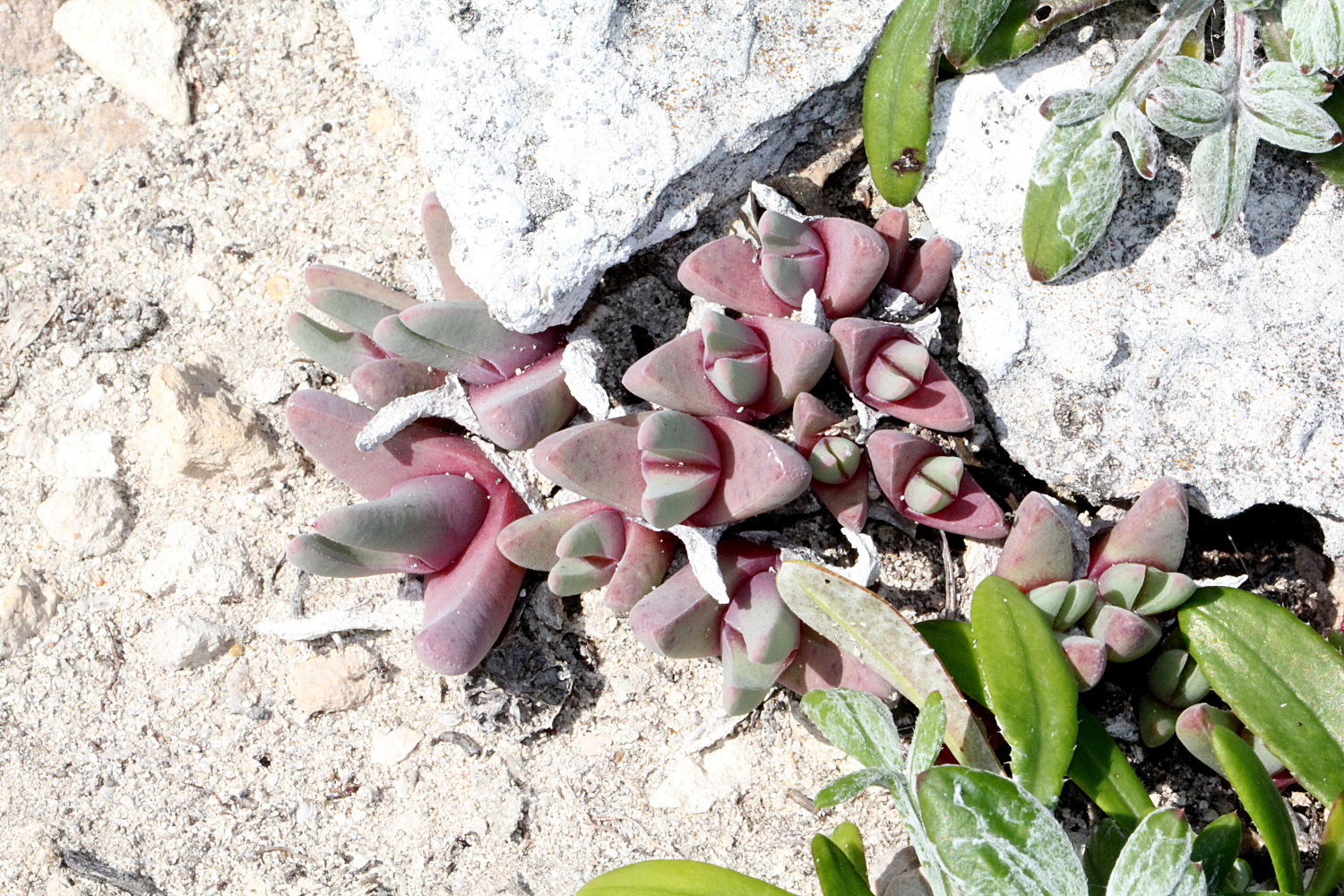 Mesembryanthemum rostratoides Haw. 2