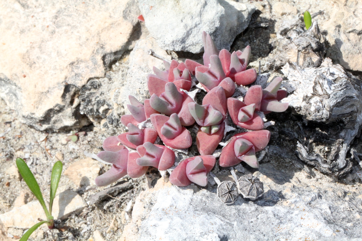 Mesembryanthemum rostratoides Haw. 3