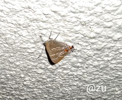 Thereus cithonius