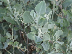 Chenopodium parabolicum