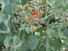 Chenopodium parabolicum