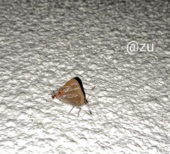 Thereus cithonius
