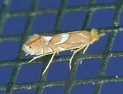 Phyllonorycter aeriferella
