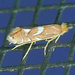 Phyllonorycter aeriferella - Photo (c) krancmm, some rights reserved (CC BY-NC), uploaded by krancmm