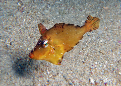 Paxman's Leatherjacket photo 2