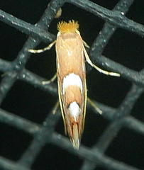 Phyllonorycter aeriferella