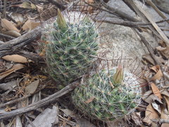 Mammillaria barbata