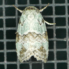 Afrida ydatodes