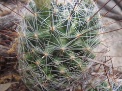 Mammillaria barbata
