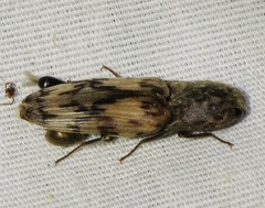 Pherhimius fascicularis