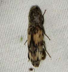 Pherhimius fascicularis