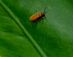 Dascillidae