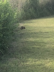 Sylvilagus palustris