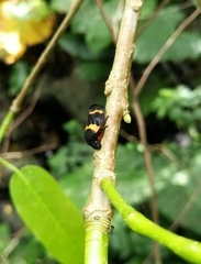 Cosmoscarta abdominalis