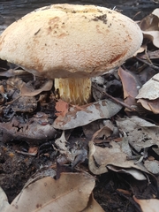 Austroboletus occidentalis