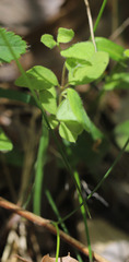 Taenidia integerrima