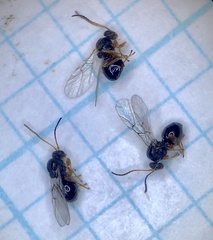 Callirhytis seminator